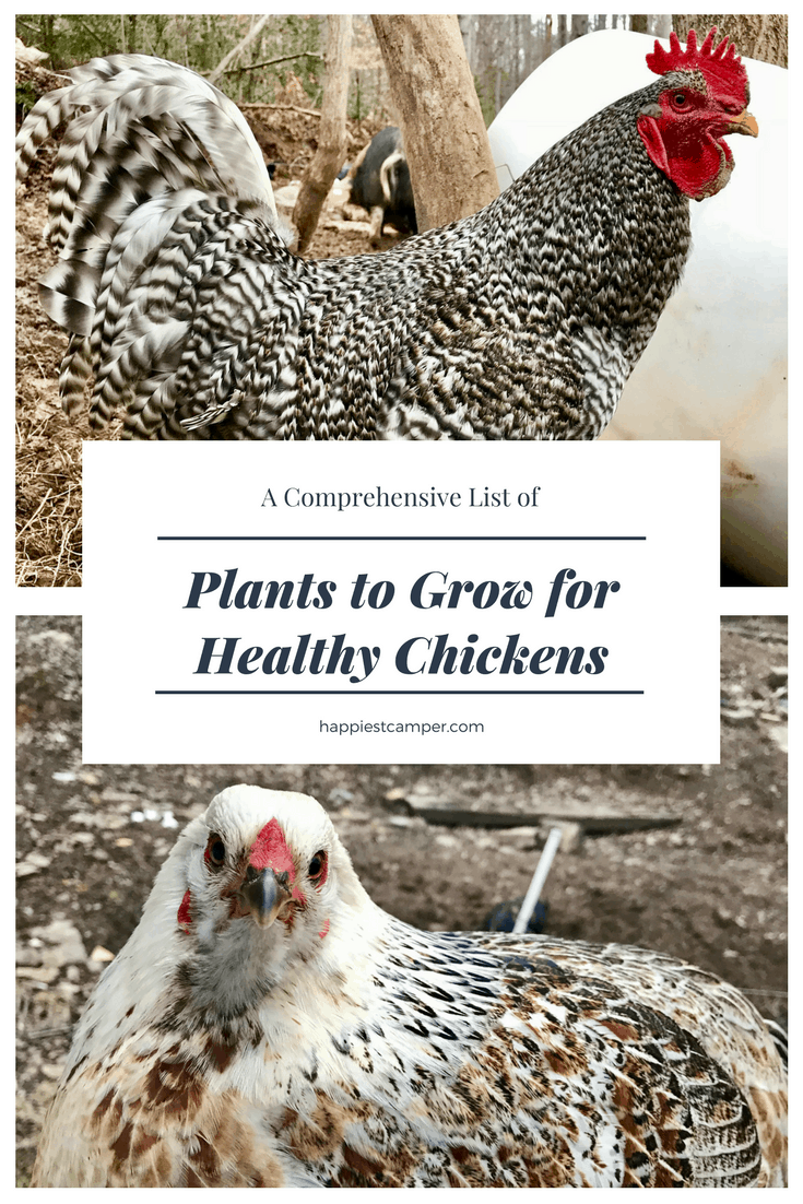 Plants to Grow for Healthy Chickens Happiest Camper