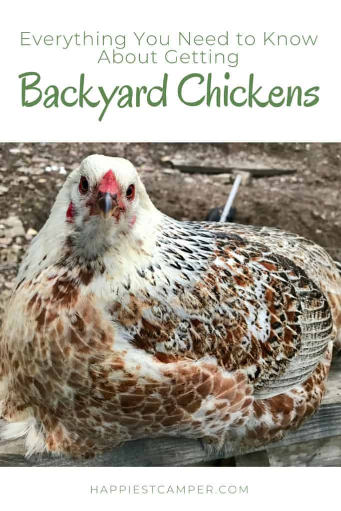 Backyard Chickens - Everything You Need To Know