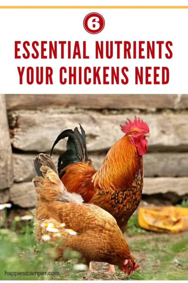 Healthy Nutrition for Chickens